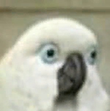 1608263587412