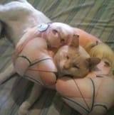 cat comfy