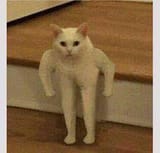 strong_cat