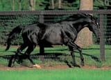 Sunday Silence