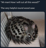konyasu saw