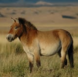 Przewalskis_horse_02