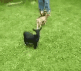 goat-goats