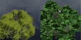 bushes