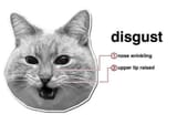 Meowskers disgust
