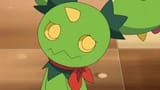 maractus