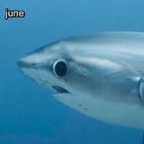blub