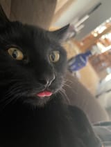 hdblepmoonie