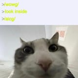1724913296192882