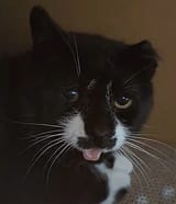 saddenedblep