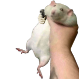 1733712362819623