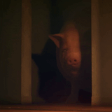 pig