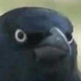 crow of judgement