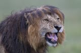 whyulion
