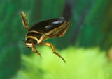 swimming beetle