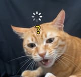 1000025335