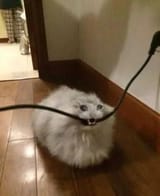 aALGE7oX_700w_0