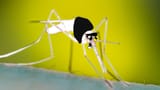 Anopheles-freeborni-resting-spamton-16-9
