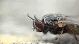 fly-washing-hands