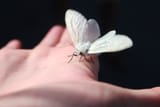albino_moth_by_karlylove93-d46jnsh