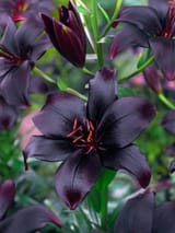Black-Charm-Asiatic-Lily-1-2428928914