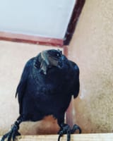 smug birb