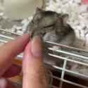 sniffer scratches_thumb.jpg