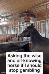 wise horse