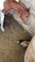Horses+will+happily+eat+meat+given+the+opportunity+_c94b168e8d10491959030a03d267e572_thumb.jpg