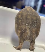 toad with hank hill ass
