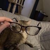 Cat glasses