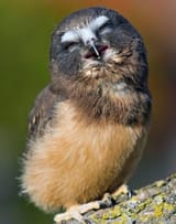 BAVI