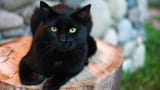 black cat