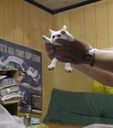 shortcat