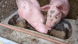 Pig-Trough(22)