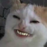 cat_smiling_with_human_teeth_from_some_phone_filter_i_don&#039;t_really_know_which_one_but_it_was_popular_a_while_back_and_someone_made_this_image