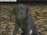 puppy in halo 3