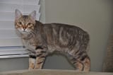 A_Rumpy_Manx_Cat