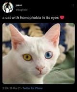 cat homo 2