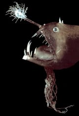 Anglers-2-I