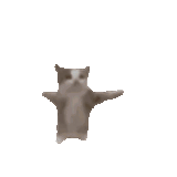 jumping-gatito