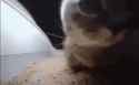 kitty_thumb.jpg