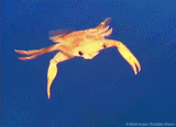 HighImpactCrustacean