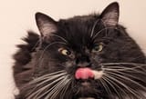 angryblep