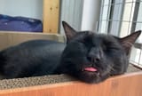 sleepoblep