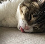 sleebyblep
