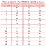 Horse-To-Human-Years-Conversion-Chart-1024x1024