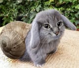 cabbit