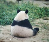 saddest panda