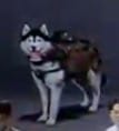 new skin confirmed